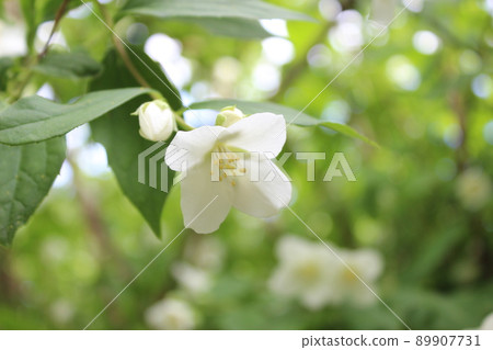 Jasmine flowers in sunlight, delicate white flowers close-up with blurred background 89907731