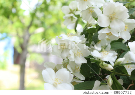 Jasmine flowers in sunlight, delicate white flowers. Jasmine flowers in sunlight, delicate white flowers. 89907732