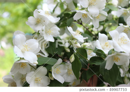 Jasmine flowers in sunlight, delicate white flowers. Jasmine flowers in sunlight, delicate white flowers. 89907733
