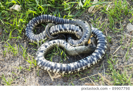 Snake on land with herb 89907798