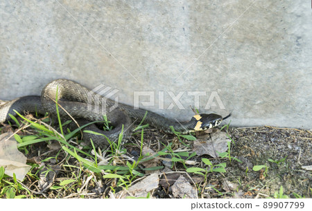 Snake on land with herb Snake on land with herb 89907799