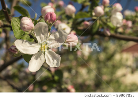 Spring flower to aple trees Spring flower to aple trees 89907853