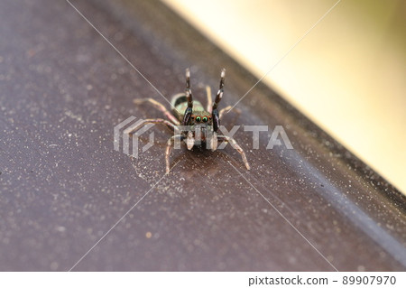 Hurray pose Aobi jumping spider Hurray pose Aobi jumping spider 89907970