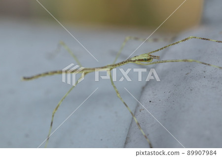 Stick insect / stick insect larva 89907984