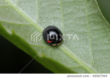 Dandara沒有Tentou 89907994