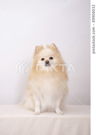 Smile Pomeranian Smile Pomeranian 89908032
