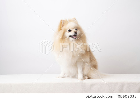 Smile Pomeranian Smile Pomeranian 89908033