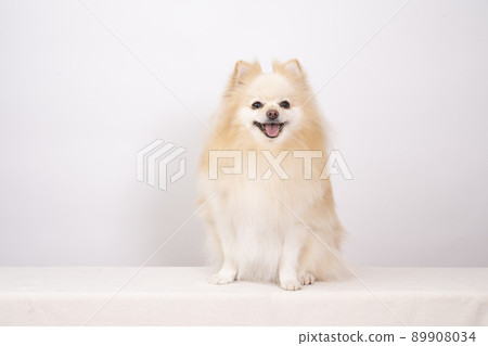Smile Pomeranian Smile Pomeranian 89908034
