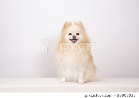 Smile Pomeranian 89908035