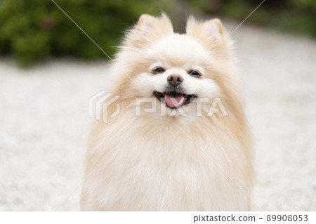 乳房微笑的博美犬 乳房微笑的博美犬 89908053
