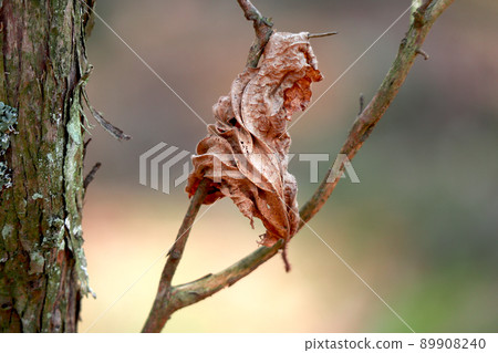 Close up of dried leaf hanging on a tree branch on bright spring day with blurred green and brown background 89908240