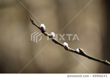 Close up of the white fluffy buds on a pussy willow tree branch on a warm spring day with a blurred brown background 89908241