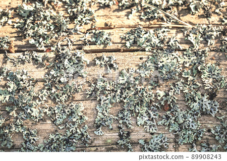 Natural tree trunk surface with small bluish linchen moss growing on it as a backgound 89908243