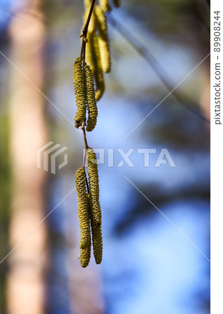 Alder catkins in sunlight, the common alder, black alder in spring with blurred blue sky forest background 89908244
