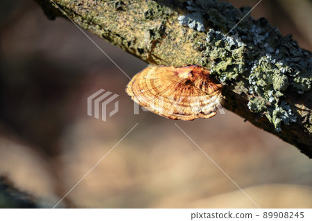 Wild little brown mushroom growing on the dead tree trunk with dry linchen moss in natural outdoor seasonal background in sunlight Wild little brown mushroom growing on the dead tree trunk with dry linchen moss in natural outdoor seasonal background in sunlight 89908245