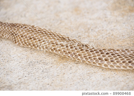 蛇殼吉祥物形象材料 蛇紋形象材料 蛻皮 蛇殼吉祥物形象材料 蛇紋形象材料 蛻皮 89908468