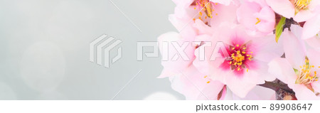 almond tree bloom 89908647