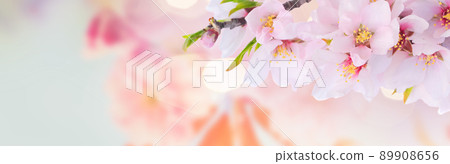 almond tree bloom almond tree bloom 89908656