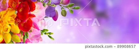 Fresh freesia flowers Fresh freesia flowers 89908657
