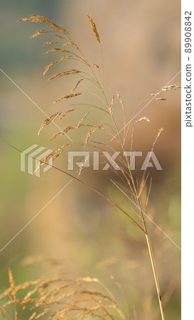 Scenic old ruins of deserted Lifta village near Jerusalem, Israel. Scenic old ruins of deserted Lifta village near Jerusalem, Israel. 89908842