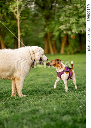 Adorable dogs playing on green meadow 89909159
