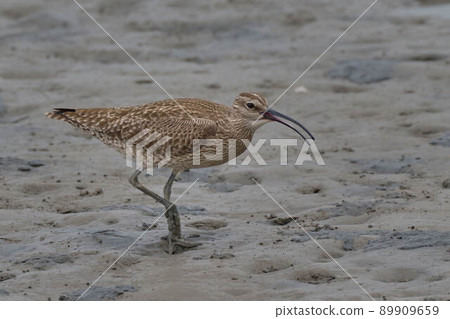 杓鷸 杓鷸 89909659