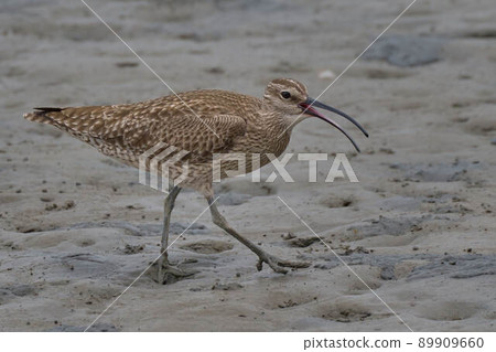 杓鷸 杓鷸 89909660