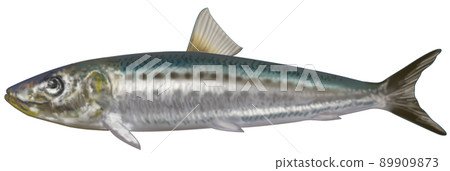 沙丁魚 沙丁魚 89909873