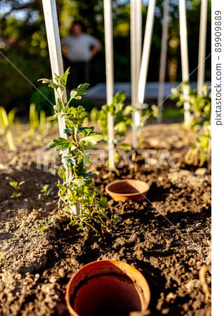 Seedlings growing up from fertile soil in the farmer's garden, morning sun shines. Ecology and ecological balance, farming and planting. Agricultural scene with sprouts in earth, close up. Soft focus. 89909889