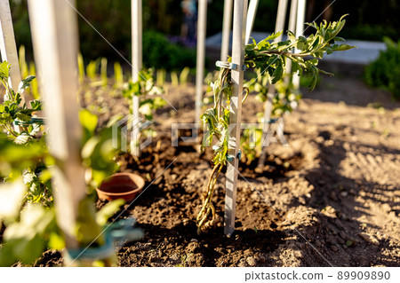 Seedlings growing up from fertile soil in the farmer's garden, morning sun shines. Ecology and ecological balance, farming and planting. Agricultural scene with sprouts in earth, close up. Soft focus. 89909890