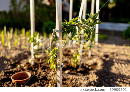 Seedlings growing up from fertile soil in the farmer's garden, morning sun shines. Ecology and ecological balance, farming and planting. Agricultural scene with sprouts in earth, close up. Soft focus. 89909891