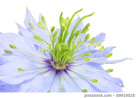 [Nigella]（深度合成） 89910028