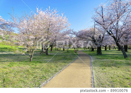 櫻花盛開時的狹山公園，人行道和櫻花盛開 89910076