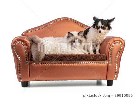 Young ragdoll cat six months old on a sofa with chihuahua Young ragdoll cat six months old on a sofa with chihuahua 89910096