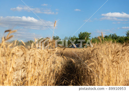 Scenic landscape of ripe golden organic wheat stalk field against blue sky on bright sunny summer day. Cereal crop harvest growth background. Agricultural agribuisness business concept Scenic landscape of ripe golden organic wheat stalk field against blue sky on bright sunny summer day. Cereal crop harvest growth background. Agricultural agribuisness business concept 89910953