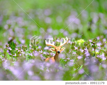 Flower field and deer figure Flower field and deer figure 89911179
