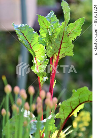 Red chard with chives in the foreground with different depth of field 89911224