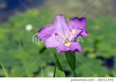 虹膜 虹膜 89911349