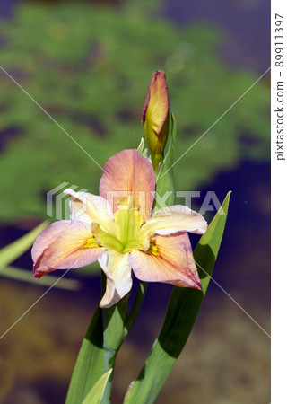 Iris Iris 89911397