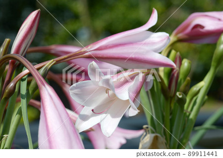 Crinum bulge spermum Crinum bulge spermum 89911441