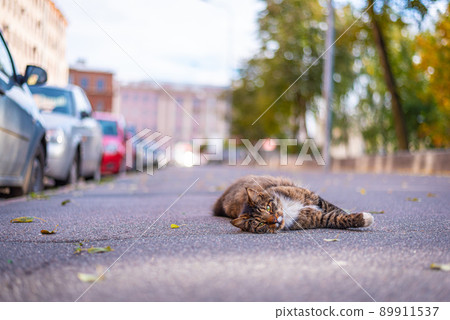 Happy cat enjoys the good weather lying down in the empty street. 89911537
