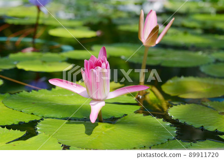 睡蓮 睡蓮 89911720