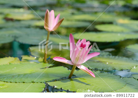 睡蓮 睡蓮 89911722