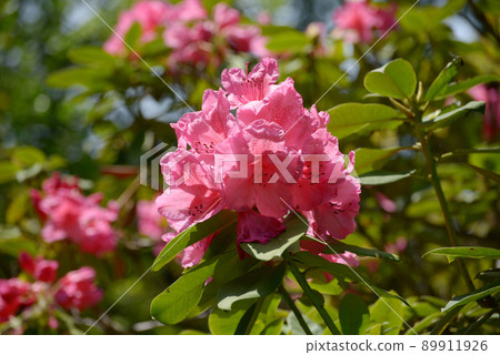 西方杜鵑 西方杜鵑 89911926