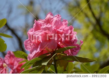Rhododendron 89911930