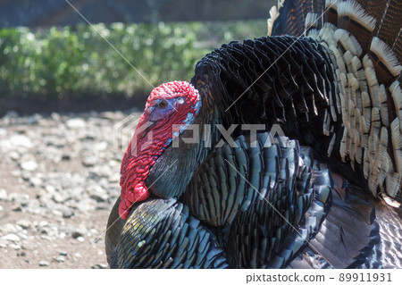 The Creature [Appearance of a turkey] 89911931