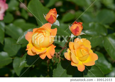 Orange Rose Flower Orange Rose Flower 89912033