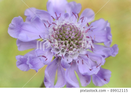 枕形花,野草,丁香花,草原,特寫 枕形花,野草,丁香花,草原,特寫 89912115