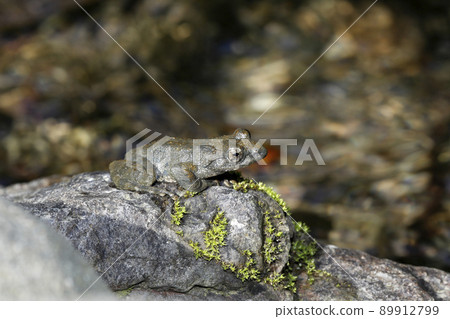 Red-headed frog Red-headed frog 89912799