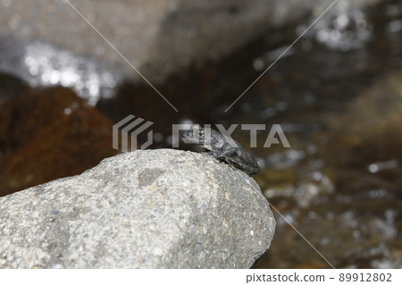 Red-headed frog Red-headed frog 89912802